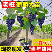 ꖹ�õ��޷������m�{��ʯ���ј���o���Ϸ������Nֲ����ͥԺ����