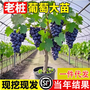 ꖹ�õ��޷������m�{��ʯ���ј���o���Ϸ������Nֲ����ͥԺ����