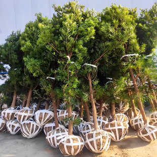 һ�����l�_�h�ɘ���������ȸ���_��ӭ����ͥԺ�ļ��L�ྰ�^��