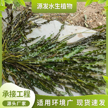 �R�����Ӳ� ��ˮֲ�� ���X���Ӳ� �н������� ���~����ˮ��ֲ��