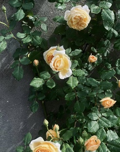 Princess Margaret's Vine Fragrant Rose Seedlings Bloom in All Seasons, Climbing Vines, Courtyard Balcony Green Plant Pots
