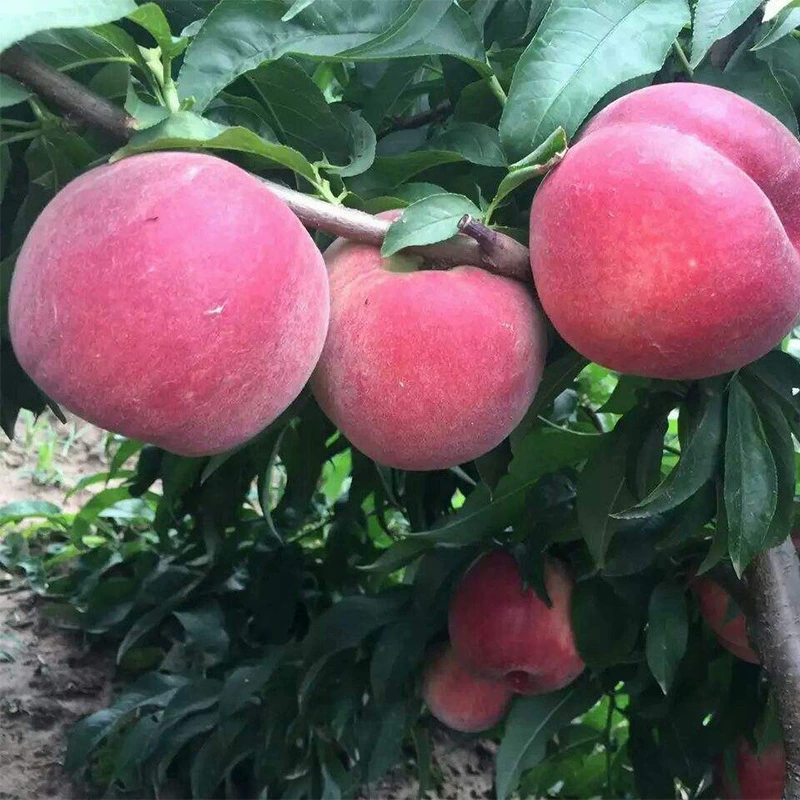 Посадка саженцев на юге и севере Китая. Привитые сорта саженцы из персика Chunxue поставляет различные сорта персиковых саженцев