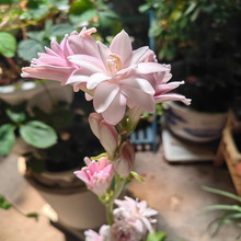 晚香玉种球夜来香花苗浓香型多年生植物室内外庭院四季活花卉种植