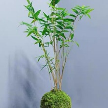 苔藓球植物米竹红观音竹金明竹水培盆景客厅室内桌面观赏竹子盆栽