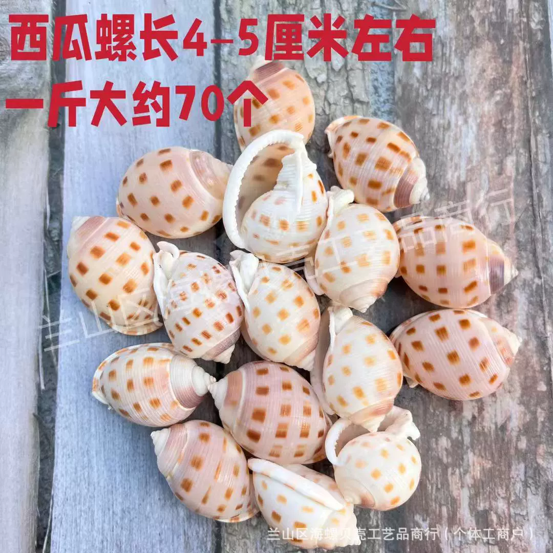 Shell Natural Shell Conch Stars Drifting Bottle Shell Crafts Wholesale Diy Handmade Shell Materials