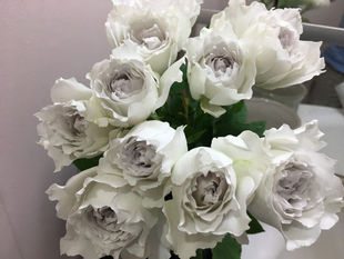 Gabriel, the Archangel, Shrub Rose, Fragrant Branches, Soft Branches, Multi-Season Blooming Rose Seedlings