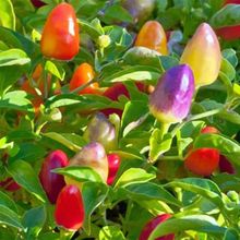 ߲ݽNӶļ̨߲˷Nʳ^pN