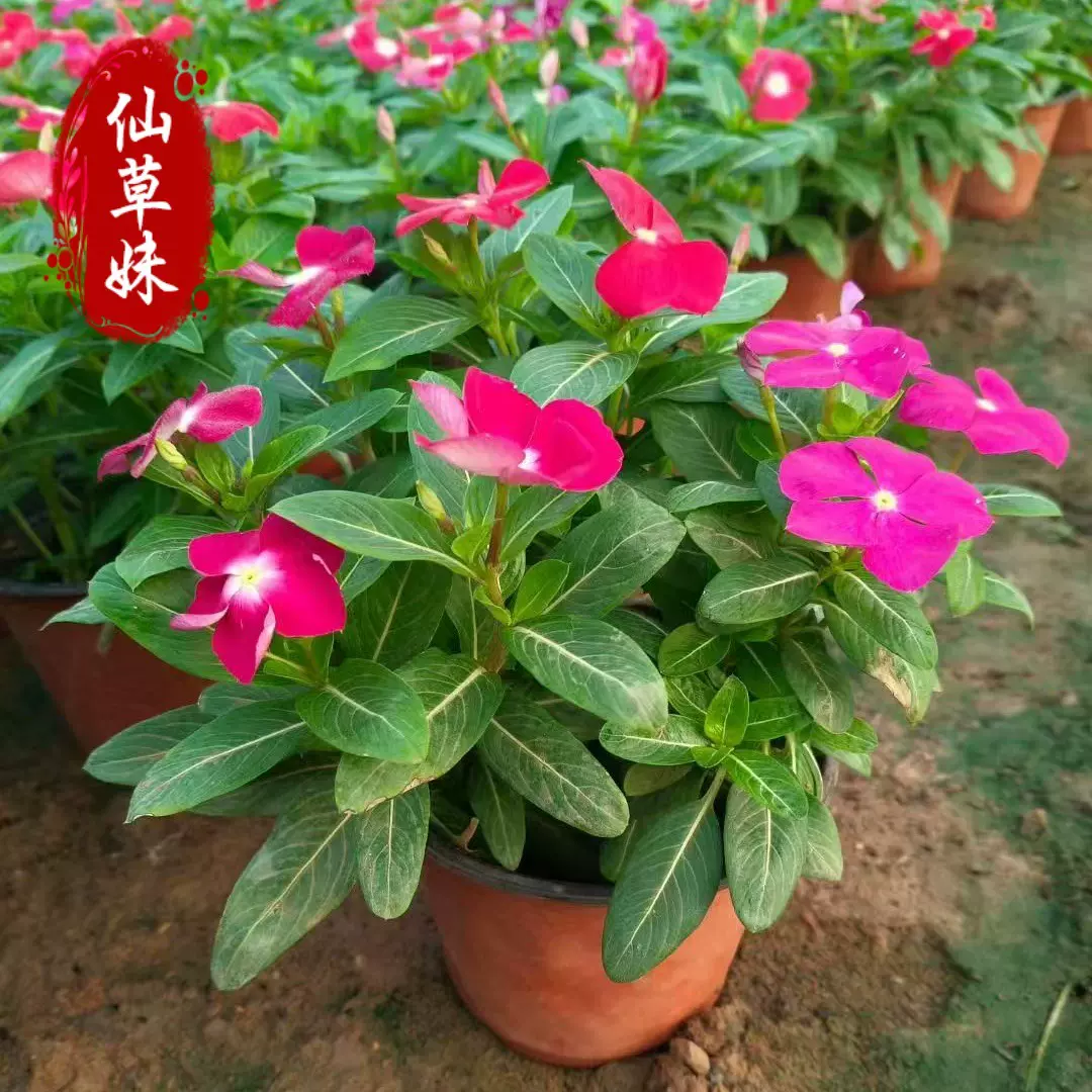 长春花盆栽天天开带花苞观花植物五叶梅庭院客厅盆栽花卉四季开花