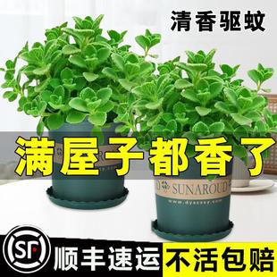 Potted Succulent Plant Indoor Flower Office Desktop Mosquito-Repelling Small Green Plant Air Purifying Fragrance