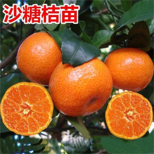 �޽��۶����٘��� ����o��Ě���� �޽��ּ޽ӳ���ľ���۶��Ș���