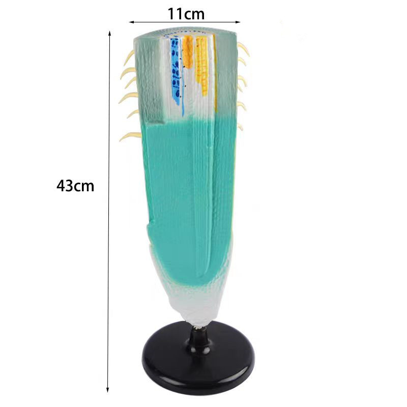 J33002根纵剖模型植物模型初高中生物教学科教仪器根系研究