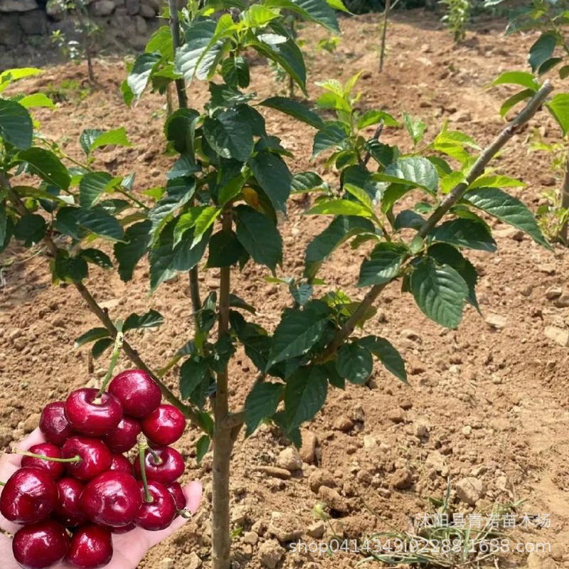 База поставляет саженцы плодовых деревьев и Саженцы вишни с полными сортами и большими количествами для руководства посадкой