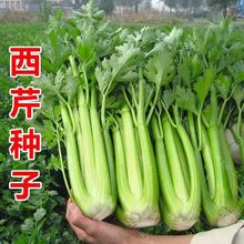 ļ۷N ʺ۲˷NrҲˈ@߲