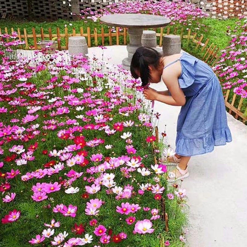 Cosmos Flower Seeds, Mixed Color Wildflower Seeds, Outdoor Garden Balcony Four-Season Flower Seeds Cosmos Flower Seeds, Mixed Color Wildflower Seeds, Outdoor Garden Balcony Four-Season Flower Seeds