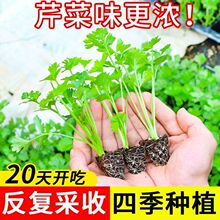 西芹苗带土四季香芹高产芹菜秧苗黄心芹菜苗盆栽四季小香芹芹菜大
