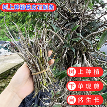 树上种植铁皮石斛鲜条1斤起发无人工干预下单现剪现发石斛条鲜条