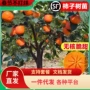 庭院种植特大无核柿子苗