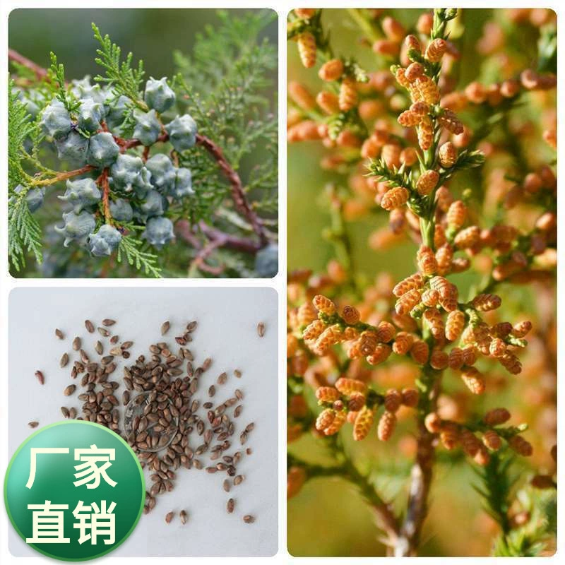 Семена кипариса Семена кипариса Боковые семена кипариса Семена кипариса Семена кипариса Семена кипариса