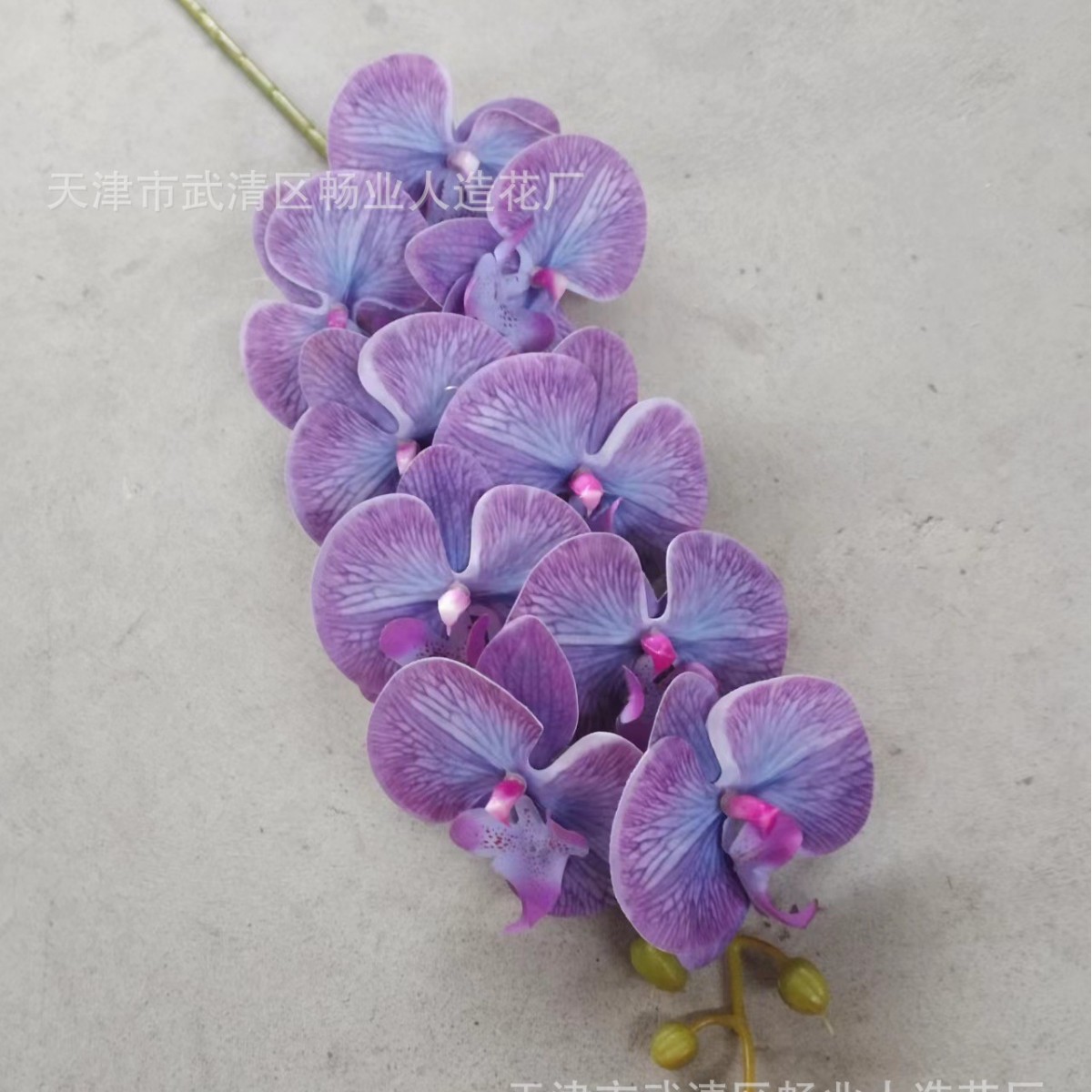영화 나비 블루 다크 퍼플