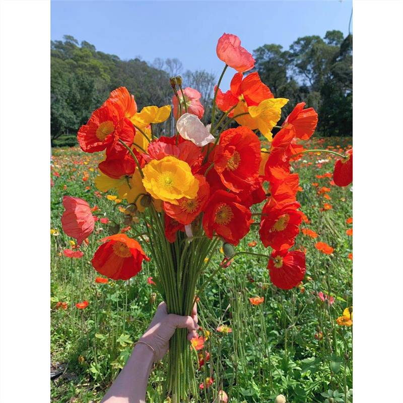 冰岛虞美人花种籽子四季播种开花庭院易活种室内室外盆栽花卉花籽