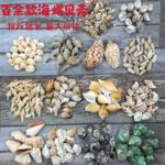 海螺天然珊瑚贝壳按斤卖批发海星diy工艺品配饰海边纪念品
