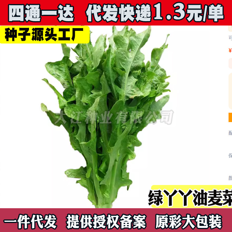 花叶绿丫丫甜油麦菜种子花叶油麦菜耐热耐寒甜脆菜四季播蔬菜籽种