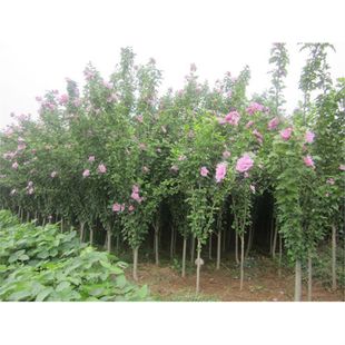 ľ�Ș���ľ�Ȼ��ذ�ľ��ͥԺ�G�����̻h�ʇ������箔���_��