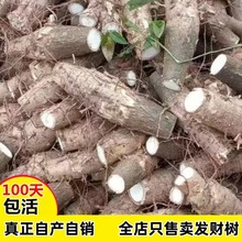 发财树老桩树头绿植室内办公室客厅盆栽树桩美化家居净化室内空气
