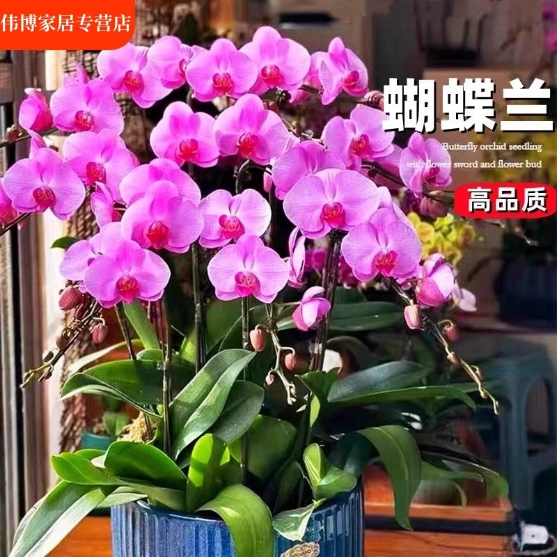 Фаленопсис в горшке с цветочным мечом и цветочным бутоном, осенне-зимняя орхидея для гостиной, большой рассада комнатного растения, которую легко содержать в любое время года