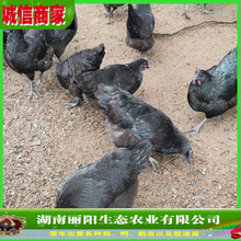 ��ھG�����u����w�������һ���g�u���׻���B�r����B��ɽ���u