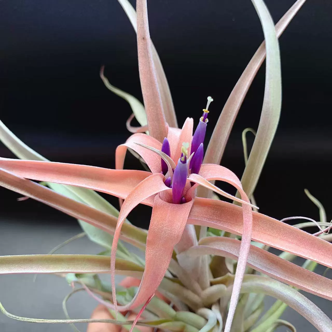 Орхидея Capitata розовая, выращиваемая без почвы, оптом, новинка, не требующая особого ухода.