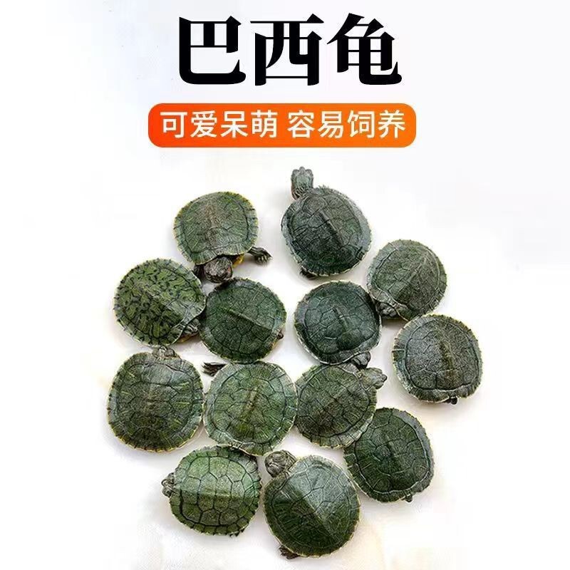 Brazilian Turtle Small Turtle Green Brazilian Live Pet Farm Wholesale Stall Aquarium Stationery Store Children