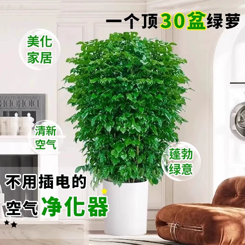 Счастливое дерево, гостиная, большой горшок для дома, легко выращиваемый цветок, бонсай, зеленое растение, офисное вечнозеленое растение, поглощающее формальдегид, на все времена года