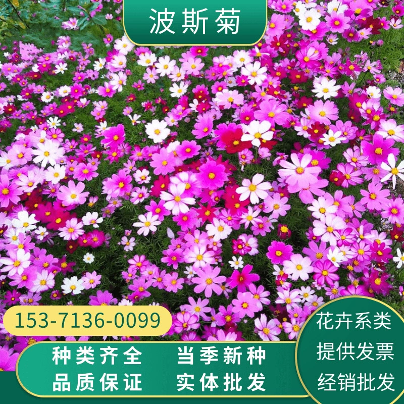 Космос семян Gesang цветок семена двор красочный Four Seasons дикий цветок комбинация цветов семена цветок море, чтобы создать легко расти