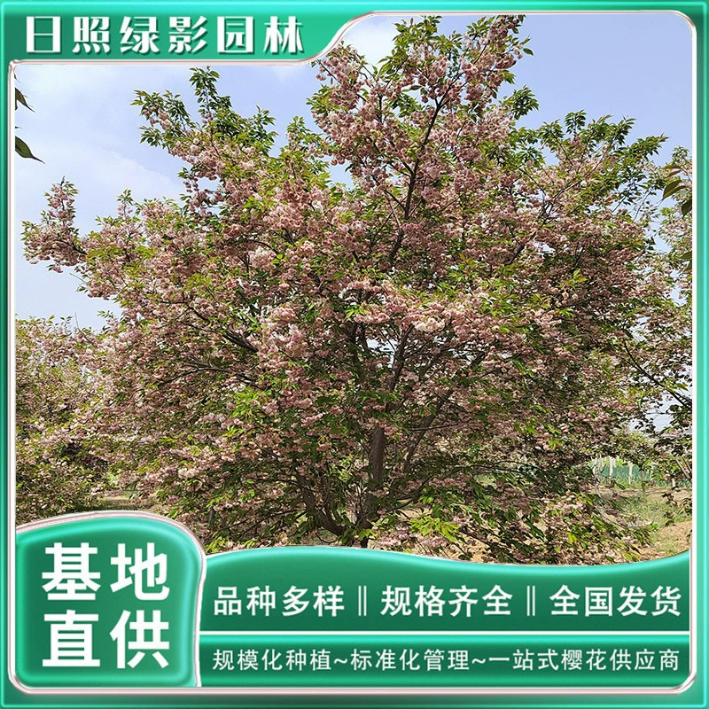 Сакура посадки место 19 см Pu Xian слон Вишневый саженец дерево цена где продать Аутентичные сакуры