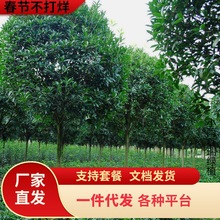 һ�����l�𻨘���ͥԺ���Դ���ļ�����¹����y���Ԫ�t������