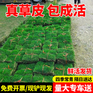 Turf Real Lawn with Soil House Garden Greening All Year Round Green Green Grass Taiwan Grass Manila Turf with Soil