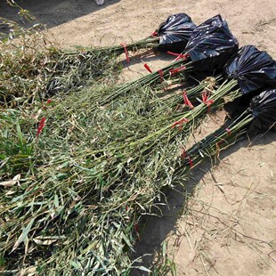 ���K��������� ���۸��NƷ�N���� ��@�� ���� �S���� �������