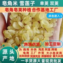 皂角米雪莲子单荚双荚贵州合作基地源头厂家一手货源大量现货批发