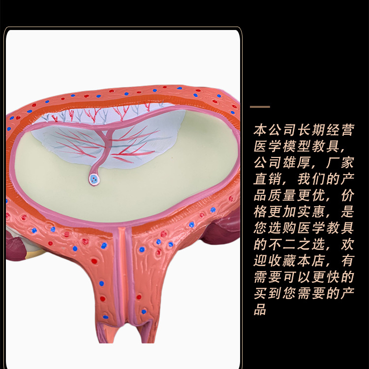 O1CN01iPMJXG2Kk6Xlf6Wsb_!!3578