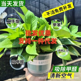 Green Pot Indoor Absorbing in addition to Formaldehyde Long Rattan Hanging Big Leaf 180 Model Green Basket New House Hydroponic Flowers Green Plants