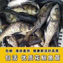 半斤一斤白鲢鱼大头鱼苗鲢鳙鱼苗养殖淡水草鱼苗胖头鱼白鲢鱼鲜活