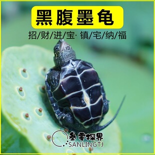 ���A�����µ���ؔС�������w�L��������ˮ������������ī������
