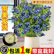 Ʒ{ݮl25̨ϱNֲˮ玧