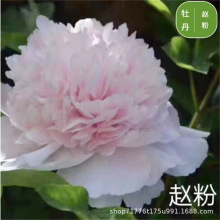 wĵ绨ֲ҃Ȼ׻BͥԺĵƷNx