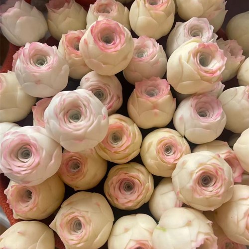 마운틴 옐로우 로즈 가이미르(뿌리가 맨 상태로 배송됨)(성장 중 녹색) 1개