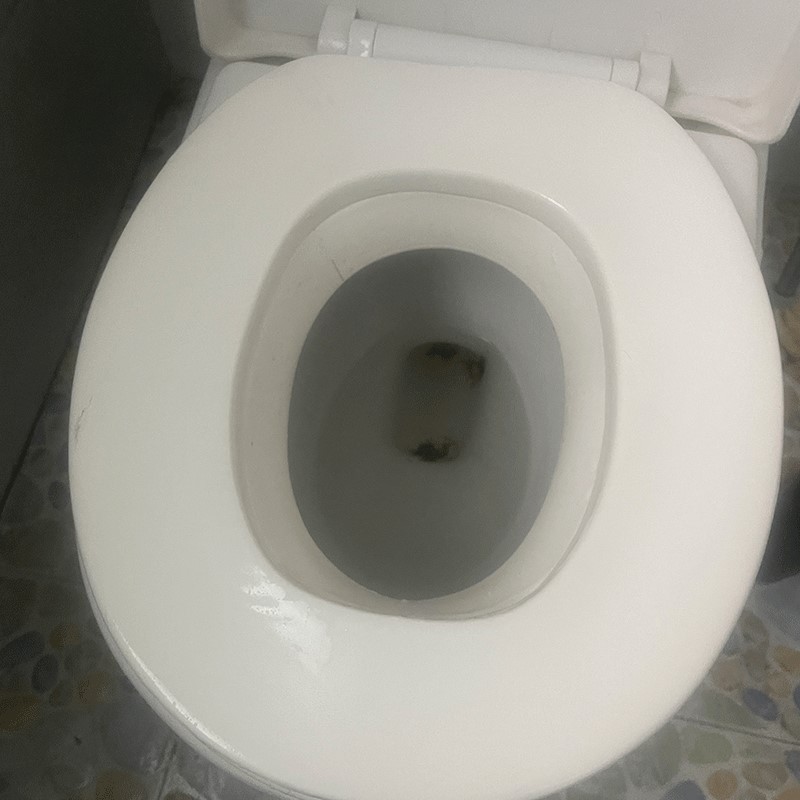 NBRフォームディップペイント馬座マットEVAフォームトイレマットスマートトイレフォームトイレマットPUフォームトイレマット|undefined