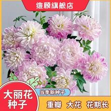 重瓣大丽花种子超大花朵懒人四季易种浓香大花花色丰富花期长