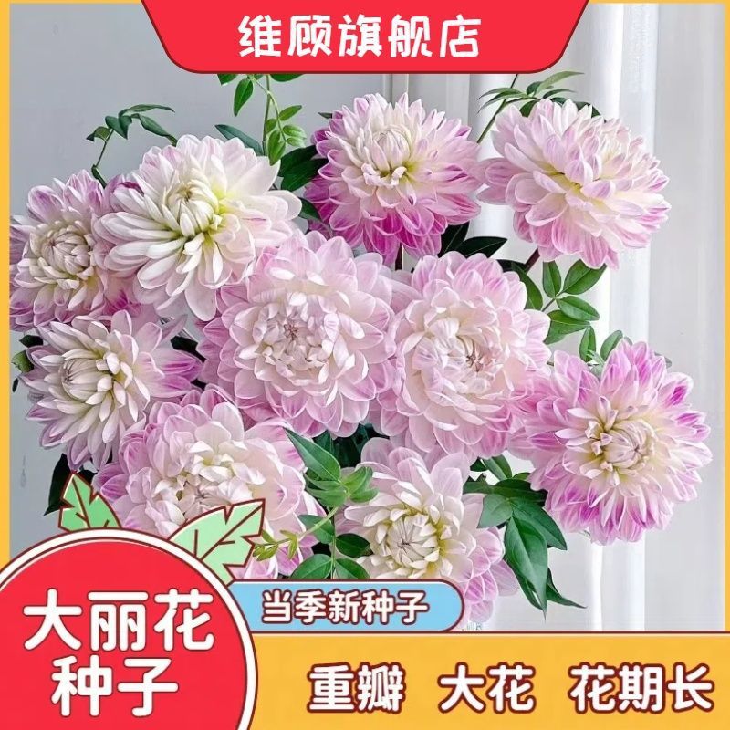 重瓣大丽花种子超大花朵懒人四季易种浓香大花花色丰富花期长