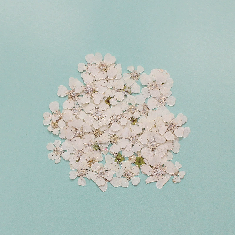 Жемчужная Слива сушеный цветок образец с тиснением мини-Нарцисс капающий клей Чехол для мобильного телефона ювелирные изделия дизайн ногтей фоторамка цветок материал сумка